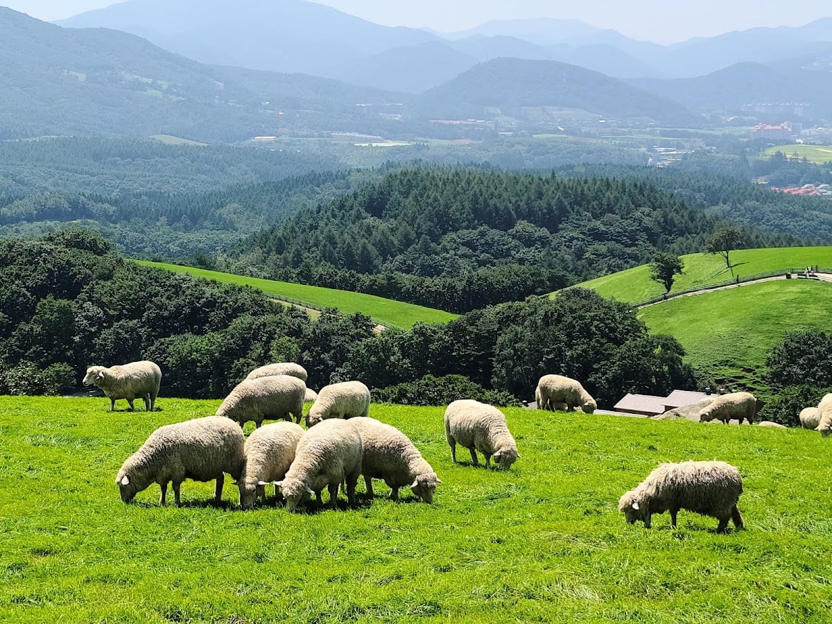 Daegwallyeong sheep farm