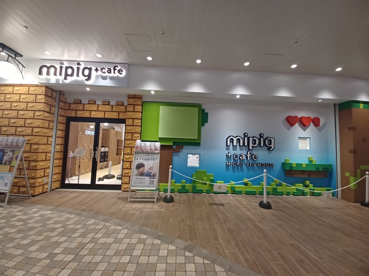 mipig cafe - Japão (várias unidades)