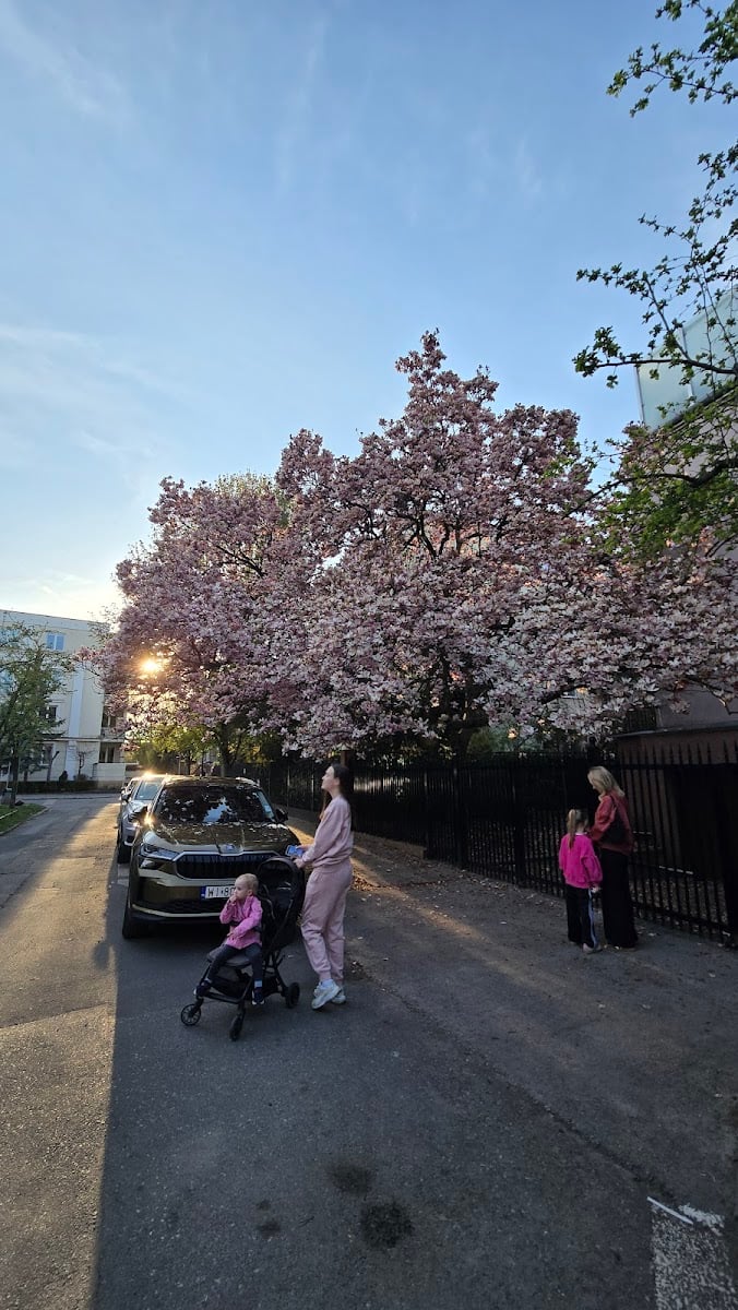 Magnolia na Berezyńskiej