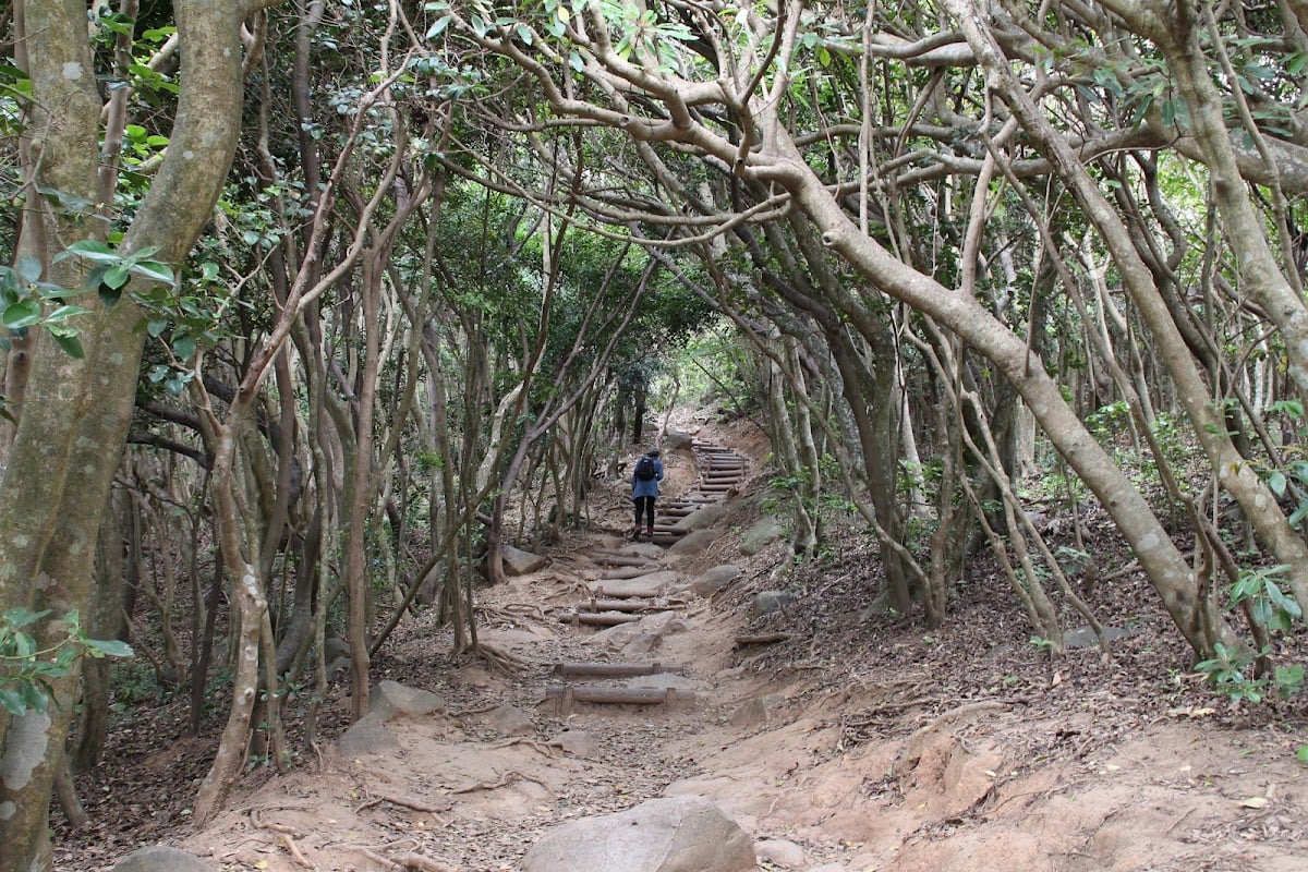 Itoshima's Totoro Forest - Tourist Attraction · Itoshima