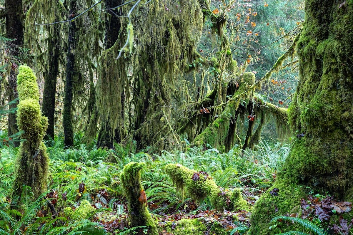 Hoh Rainforest Visitor Center