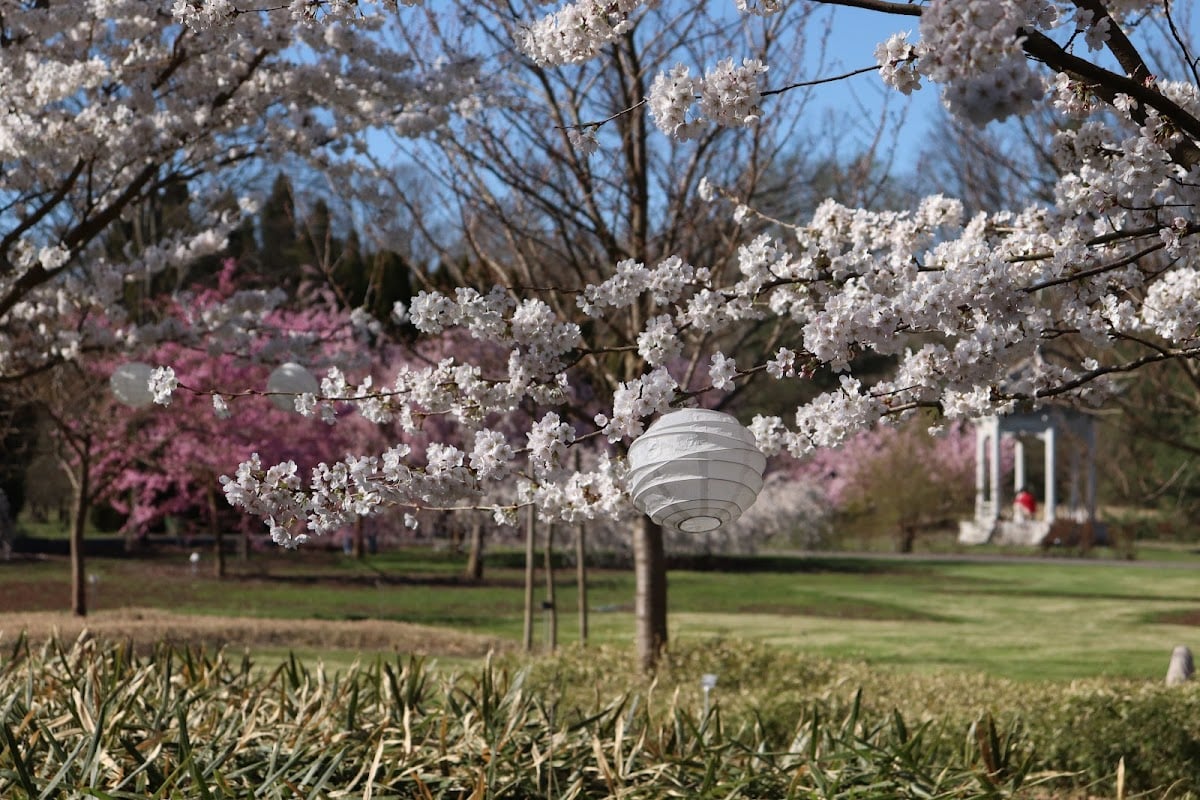 Reiwa Sakura Garden