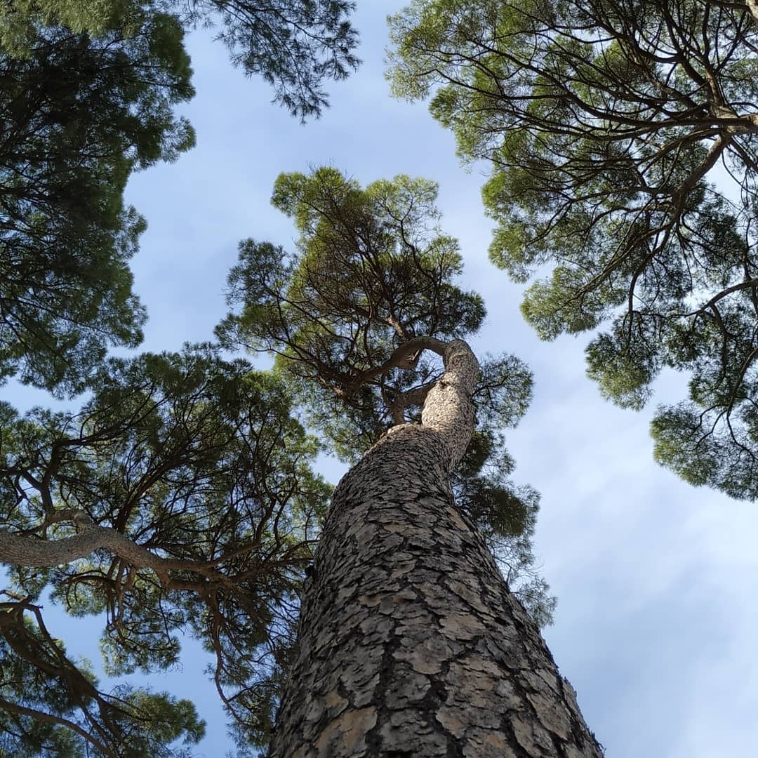 Pineda de Can Ferrer del Coll