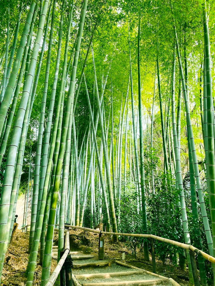 Kōdaiji Temple Bamboo Forest