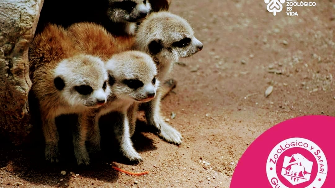 Zoológico Guadalajara