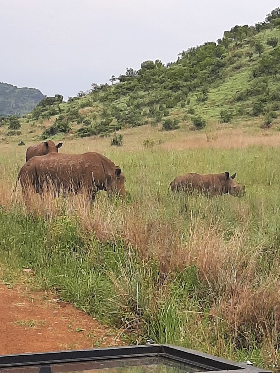 Pilanesberg National Park