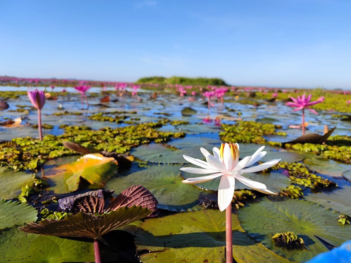 Red Lotus Lake