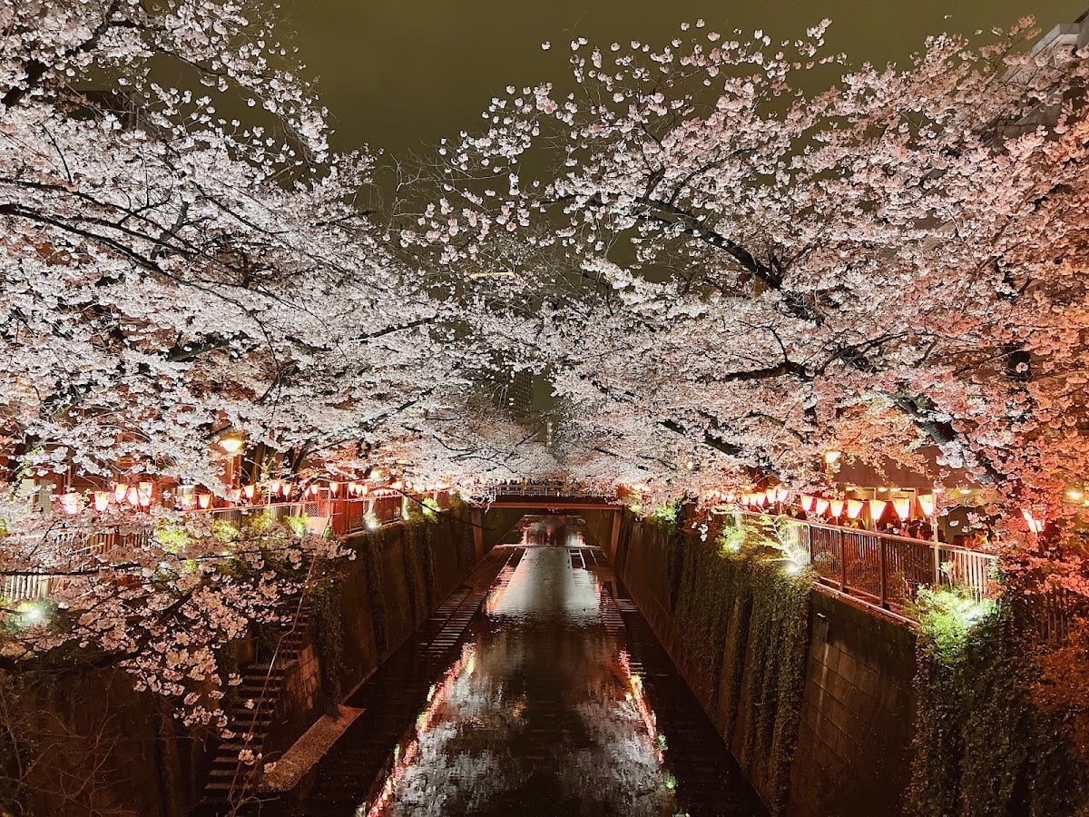 目黒川の桜並木 - 〈東京〉