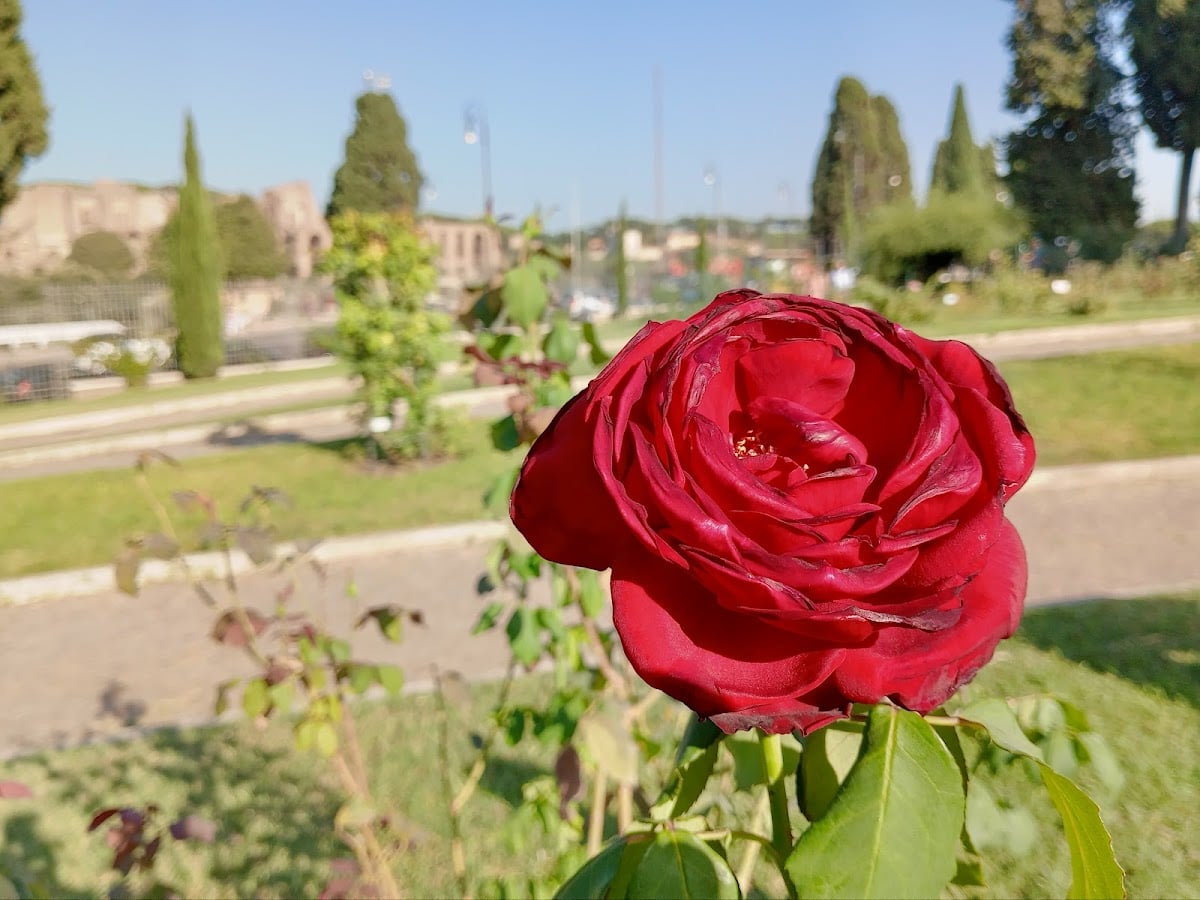 Roseto comunale