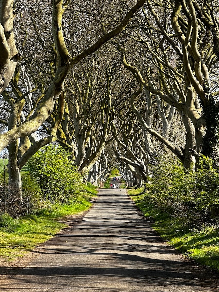 The Dark Hedges