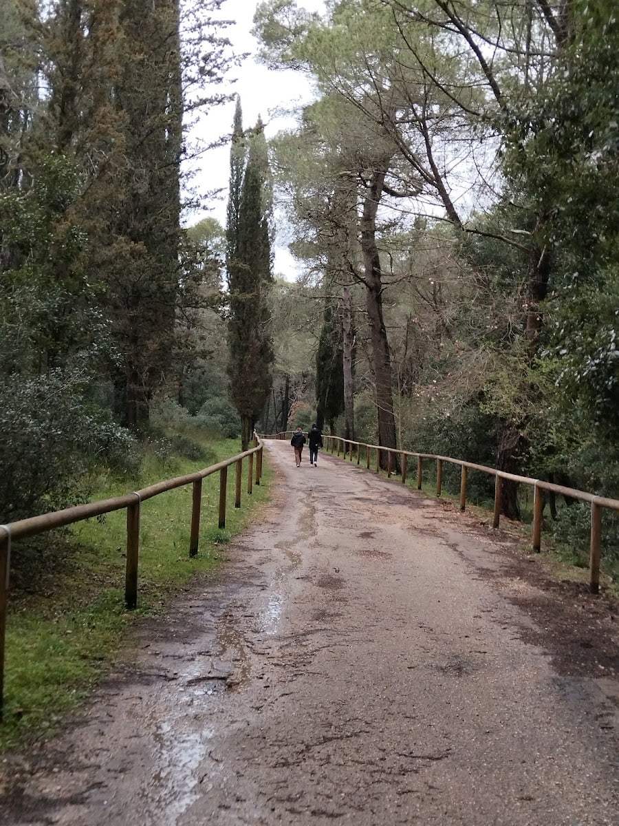 Foresta di Mercadante