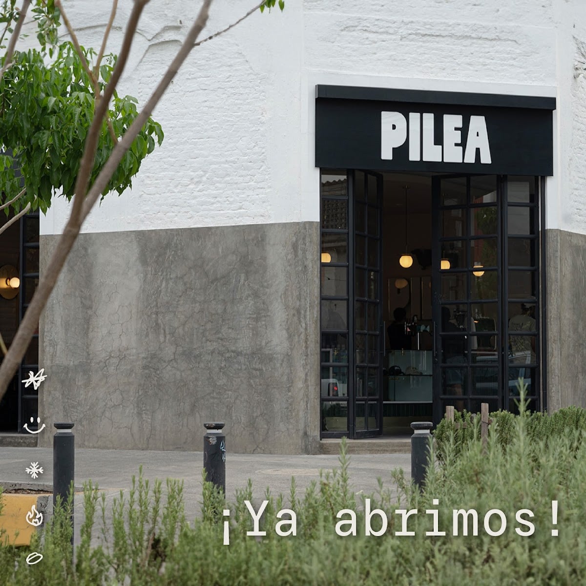 Pilea