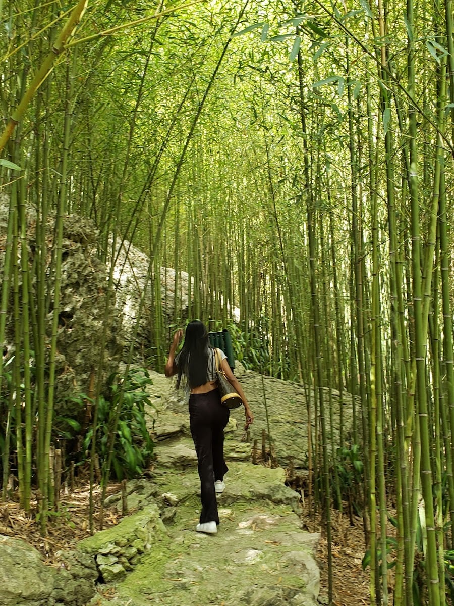Mirador Arashiyama Bamboo Grove