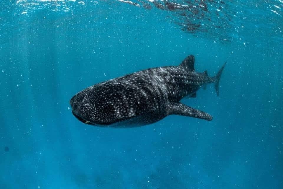 Ningaloo