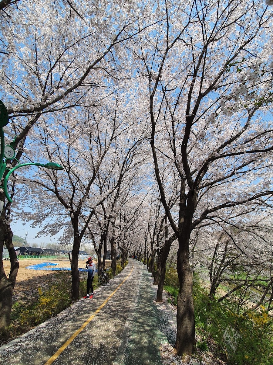 Jangsucheon stream - Cherry Blossom