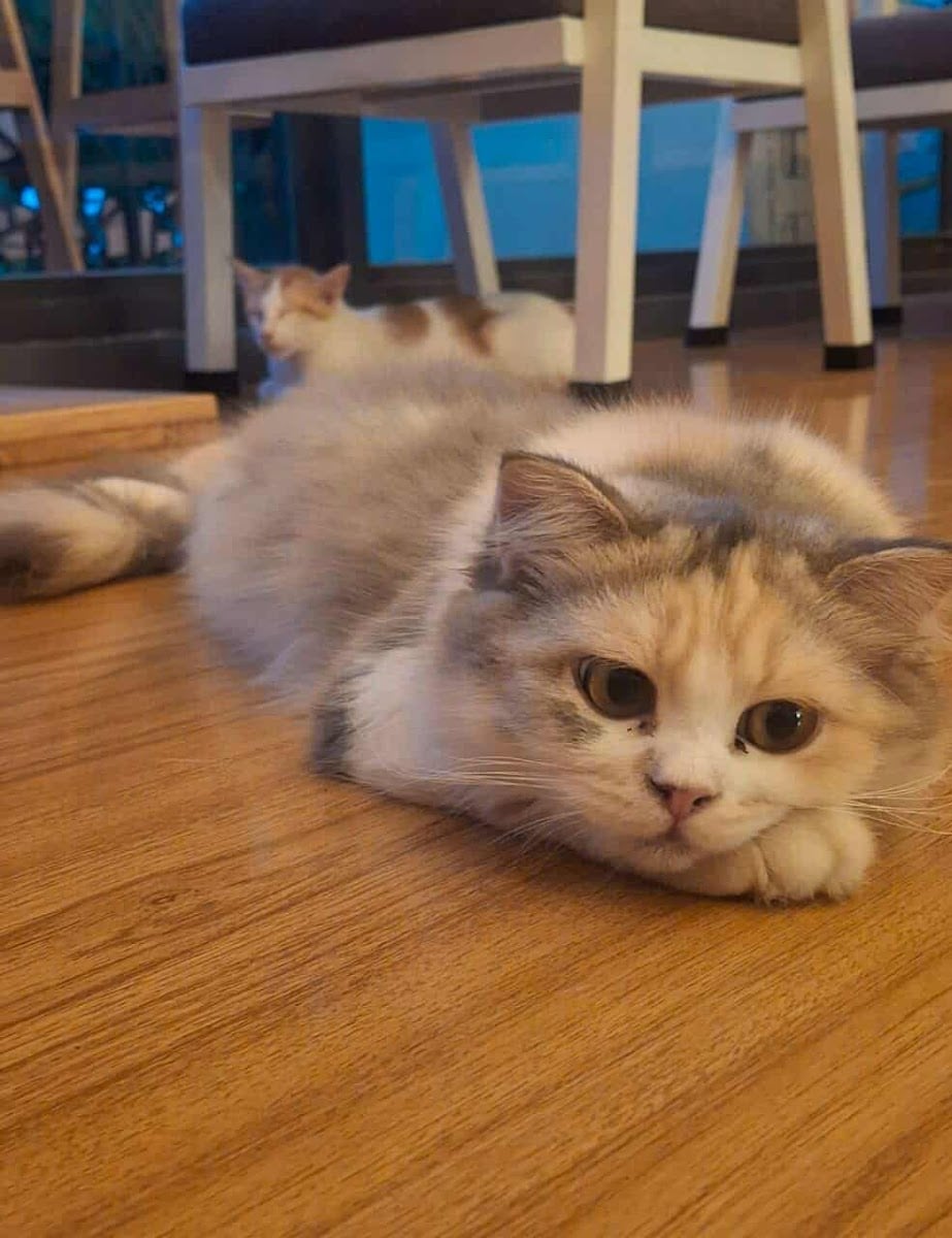 Pawadise Cat Cafe, Grooming spa and Pet hotel