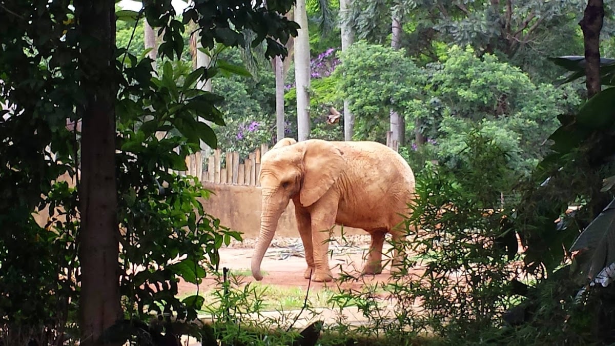 Zoológico de São Paulo