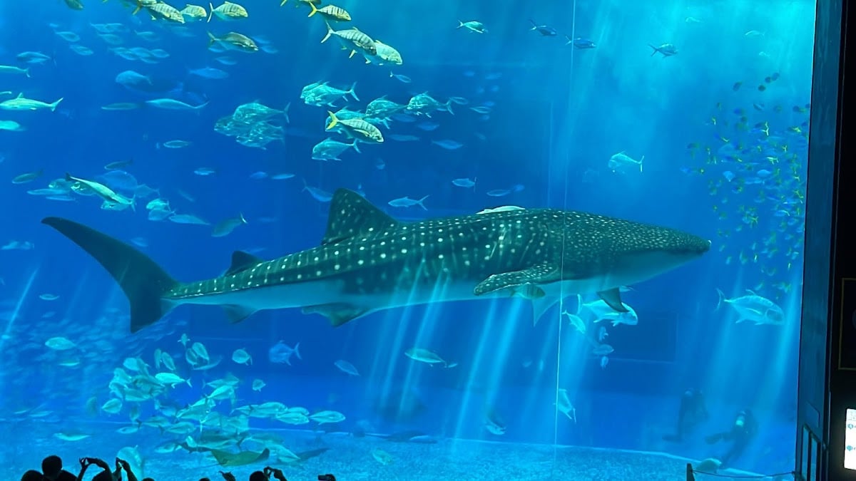 沖縄美ら海水族館