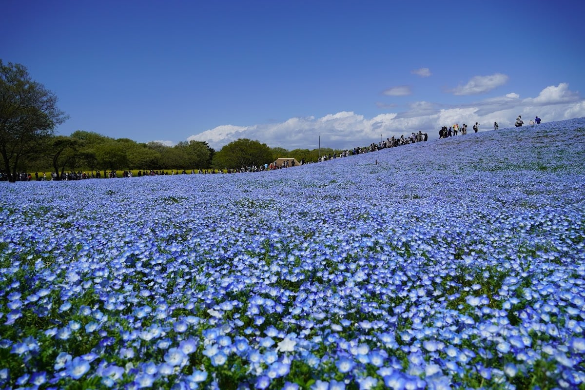 ひたち海浜公園