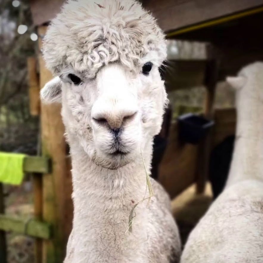 West Yorkshire Alpacas
