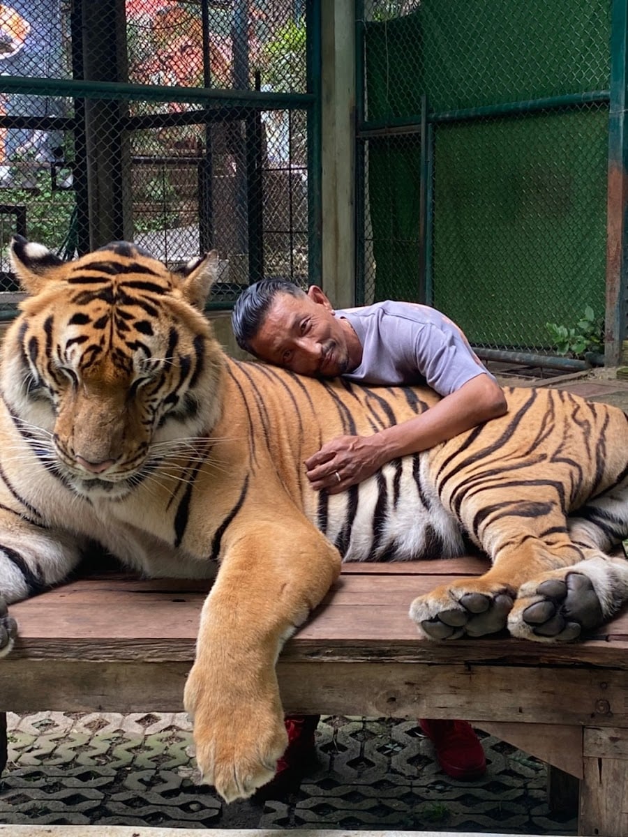 タイガーキングダム チェンマイ