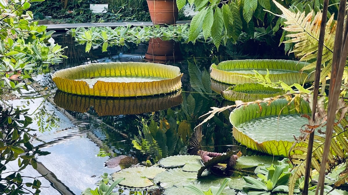 Botanisk hage