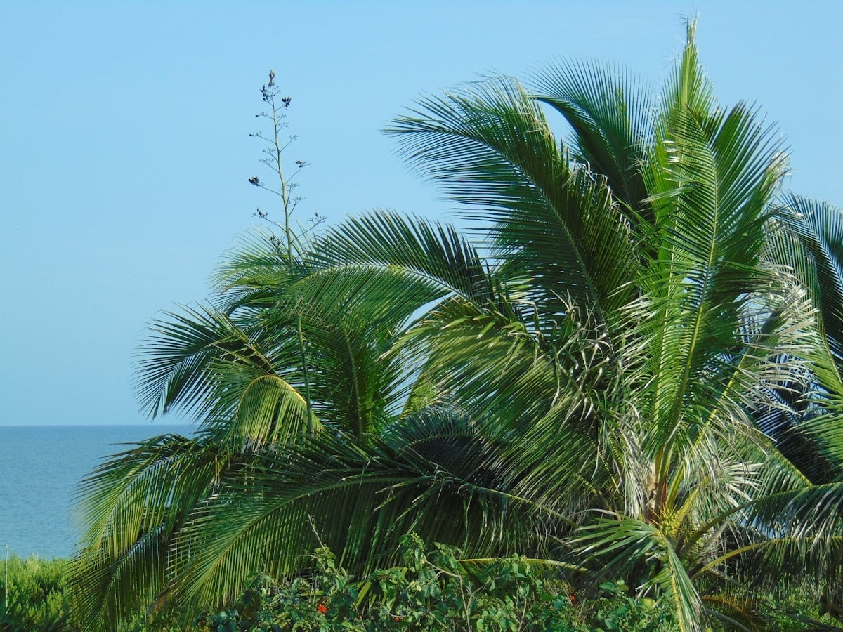 Sisal