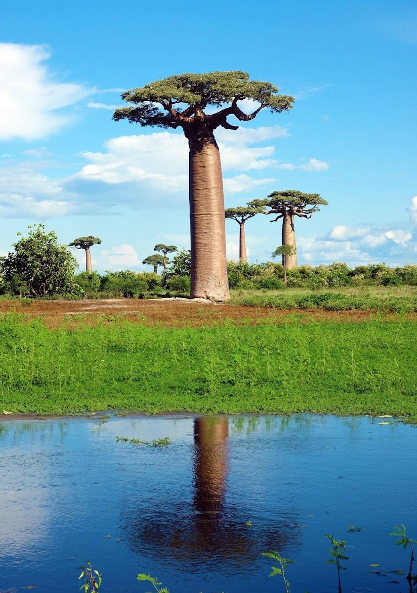 Madagascar