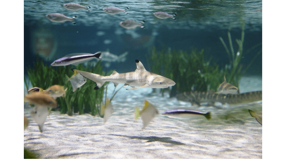 SEA LIFE Oberhausen