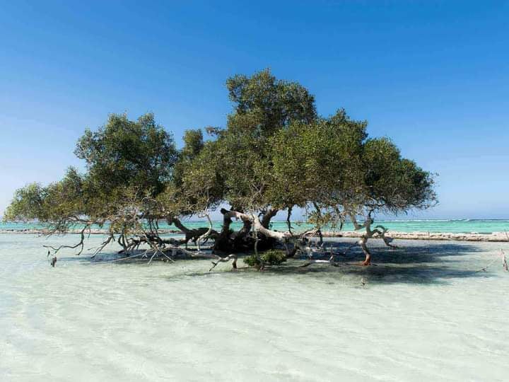 Wadi el Gemal National Park