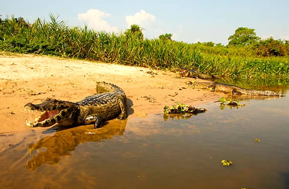 Pantanal