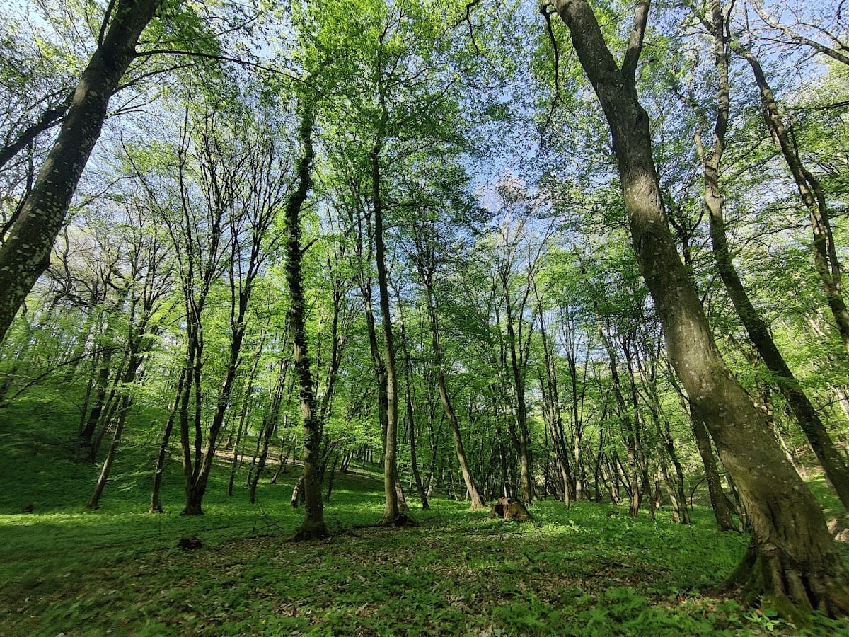 Pădurea Hoia-Baciu - Cluj-Napoca, Romania