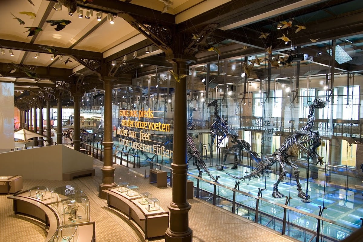 Institut royal des Sciences naturelles de Belgique - Bruxelles