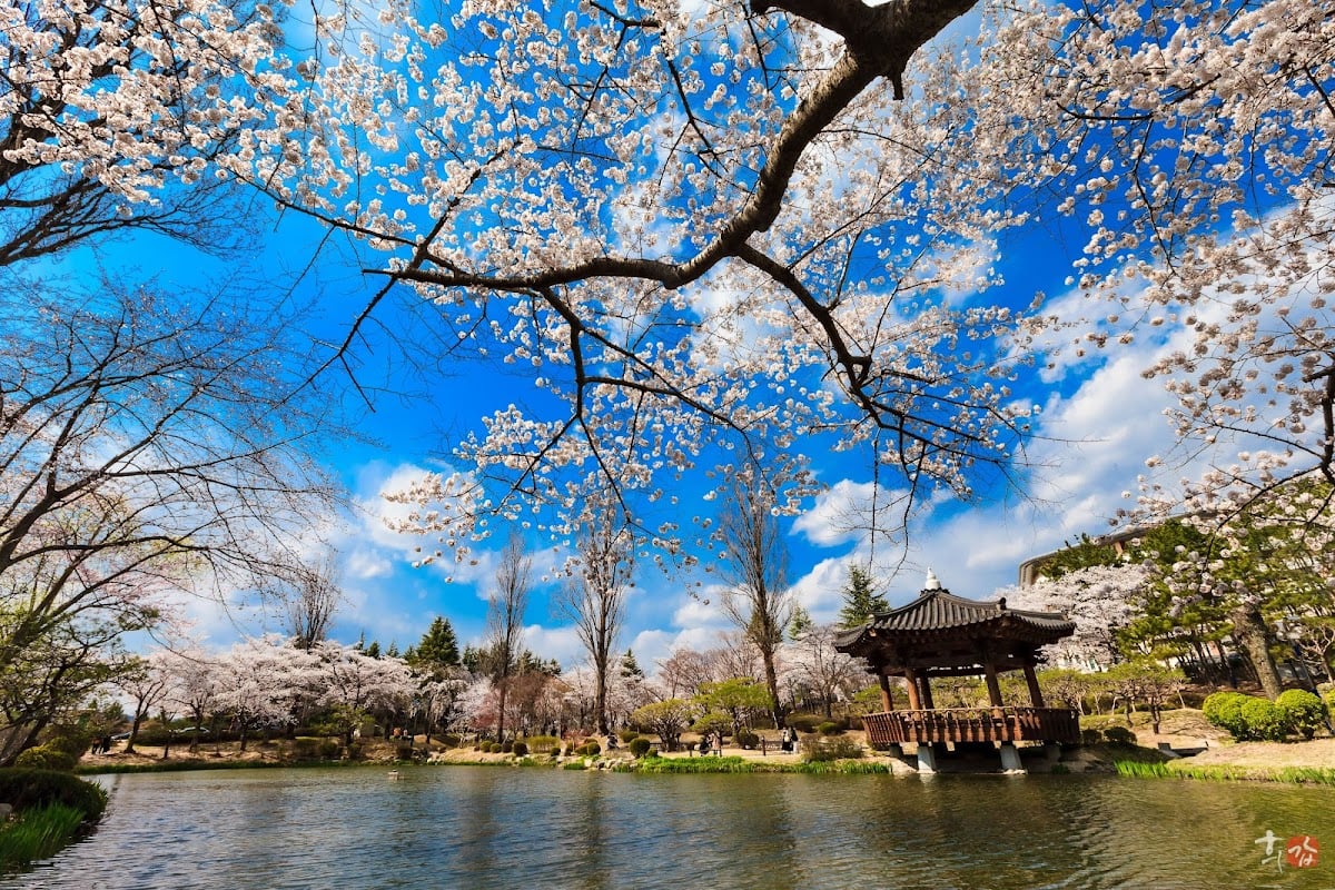 Bomunho Lake Tourism Complex - Cherryblossom