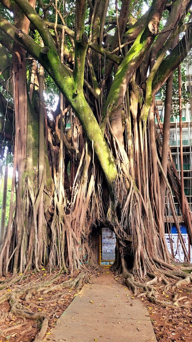 Tunel do Ficus - Árvore dos Desejos