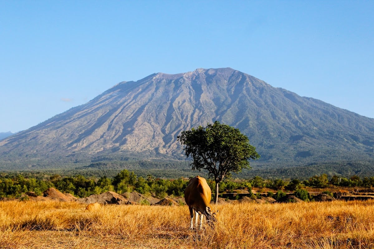 Savana Tianyar - Amed