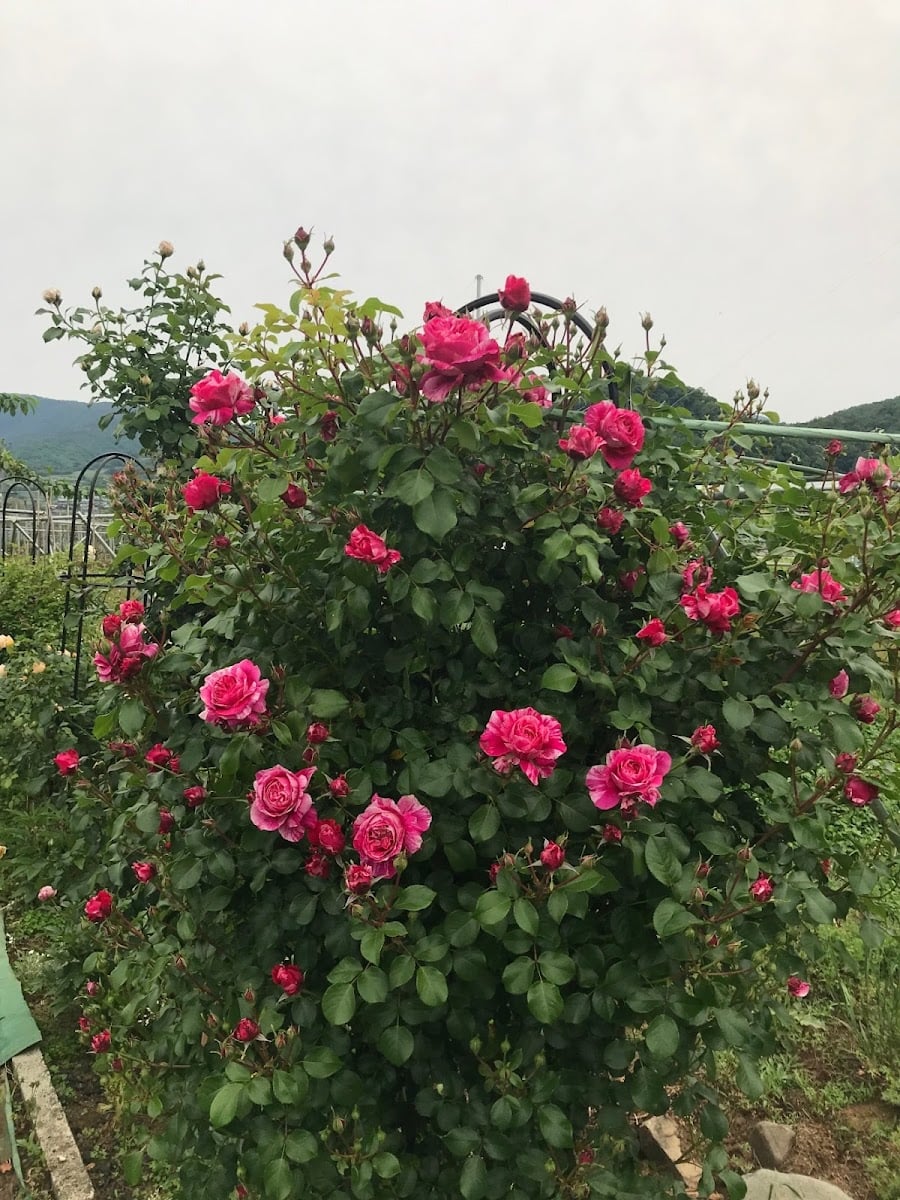 Rosy Grapes Yamanashi