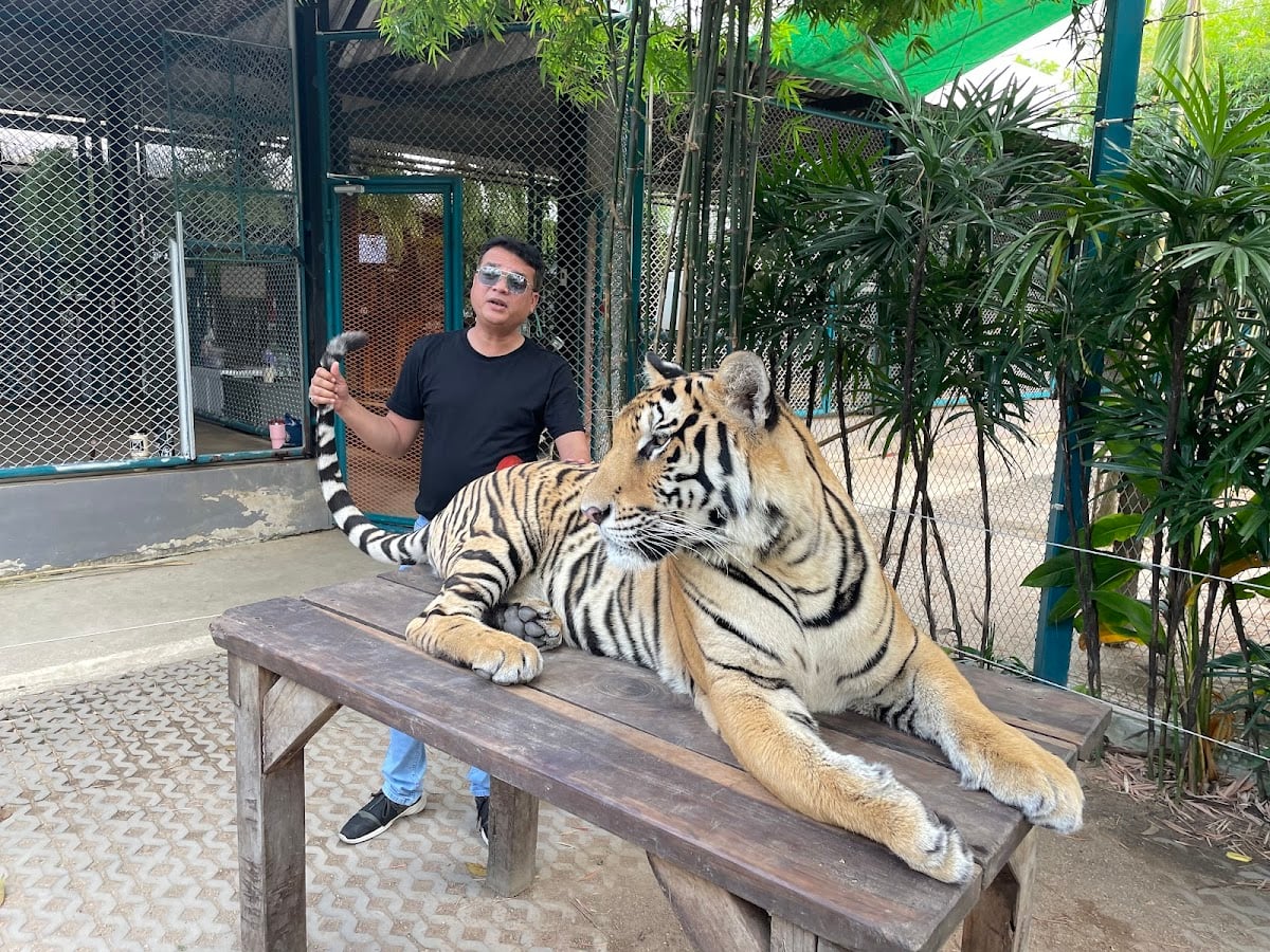 Tiger Topia Sriracha Zoo - バンコクのトラ