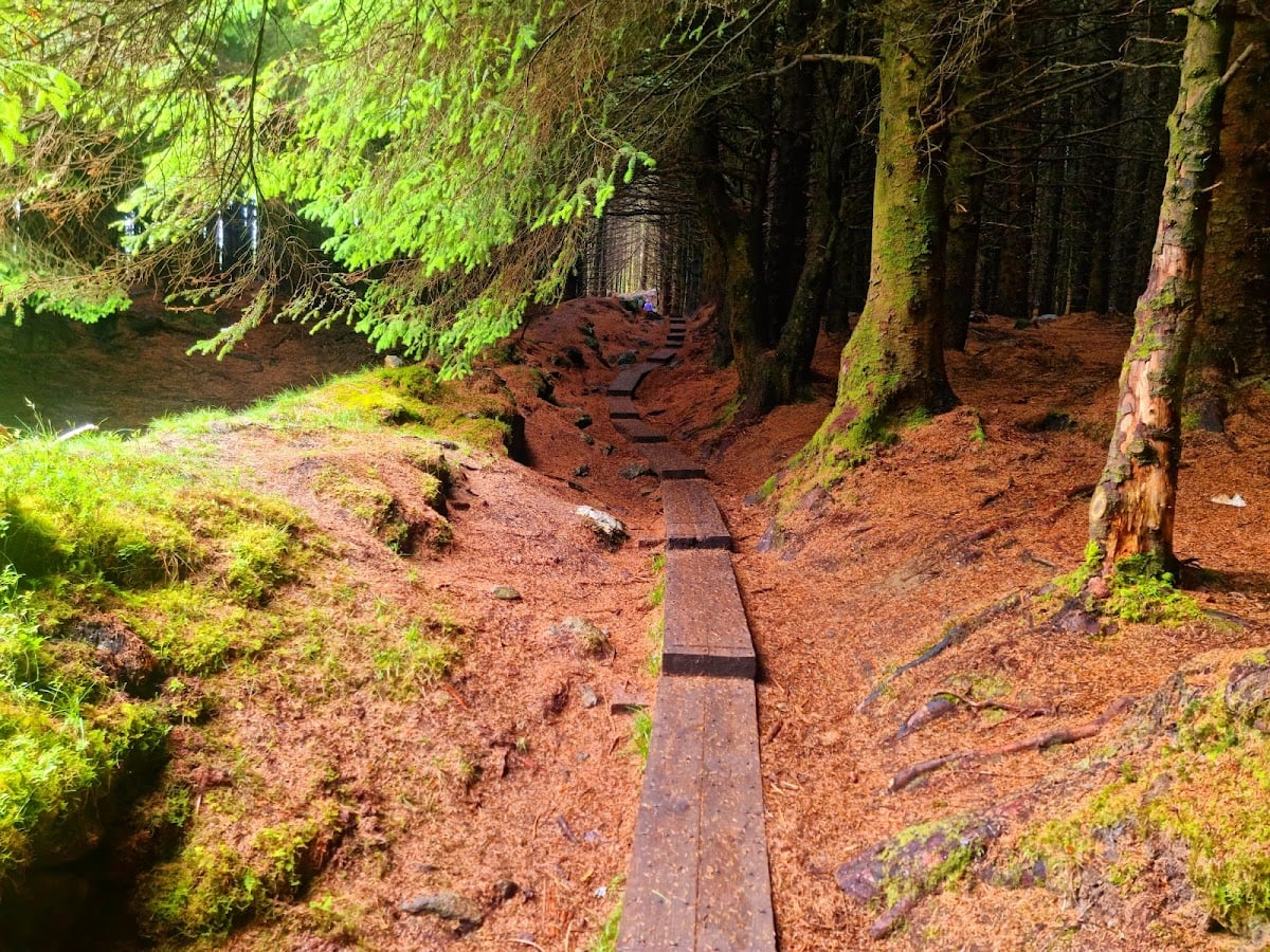 Ballinastoe Woods