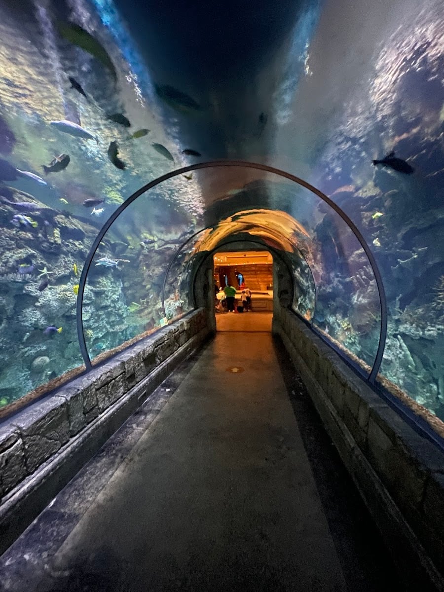 Shark Reef Aquarium