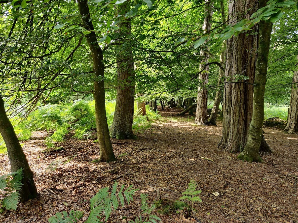 New Forest National Park