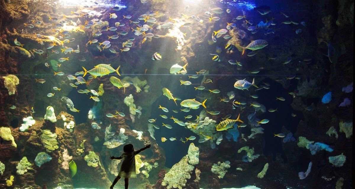 Aquarium
