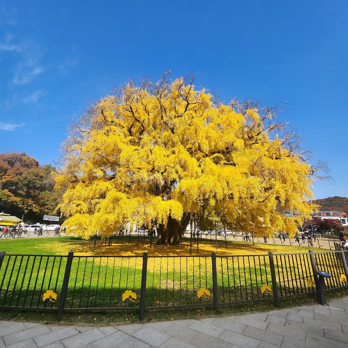 Jangsudong Ginkgo Tree - During autumn leaves turn yellow