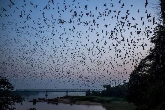 Bat Cave (လင်းနို့ဂူ)