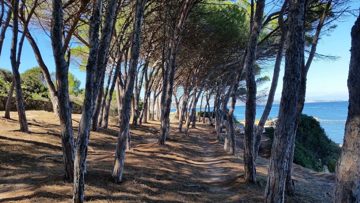 Pineta di Palau vecchio