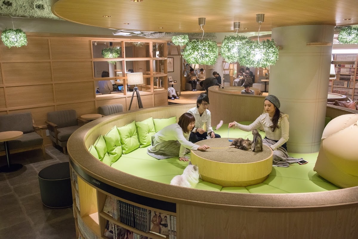 Cat Cafe MOCHA Lounge Shinjuku