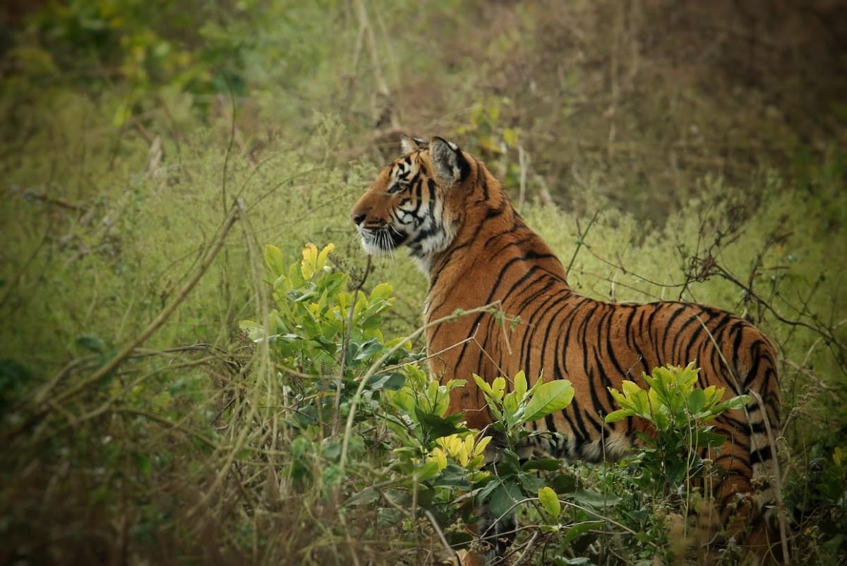 Jim Corbett National Park