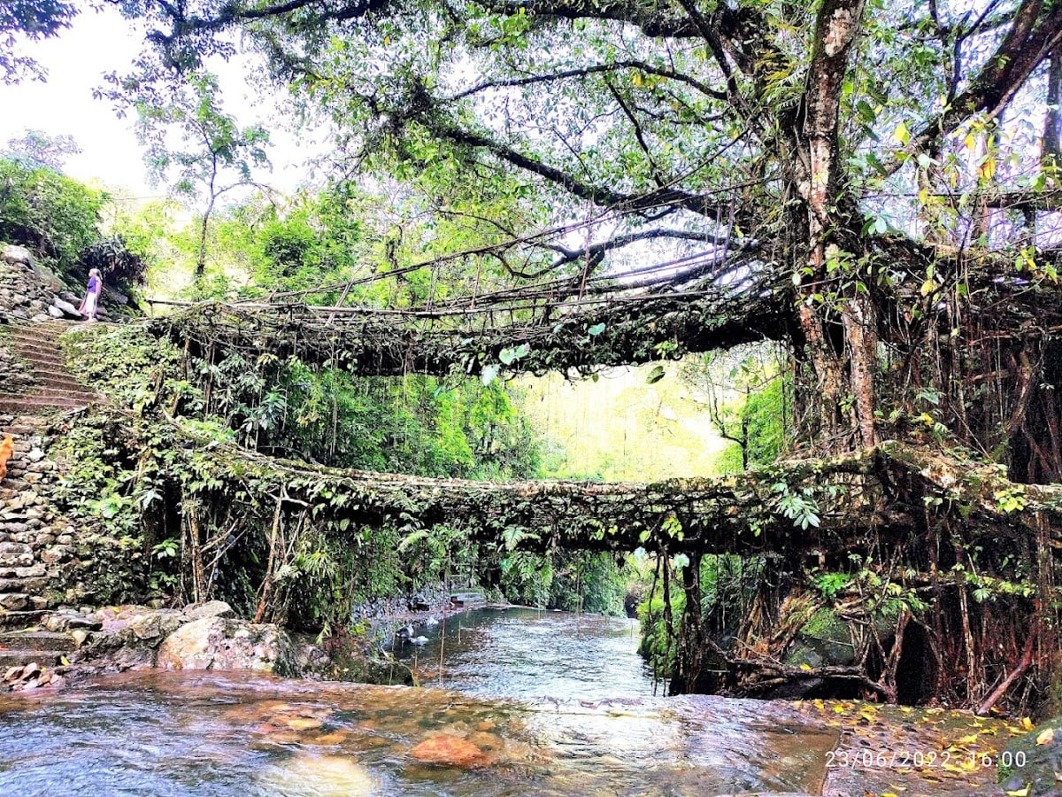 Living Root Bridge
