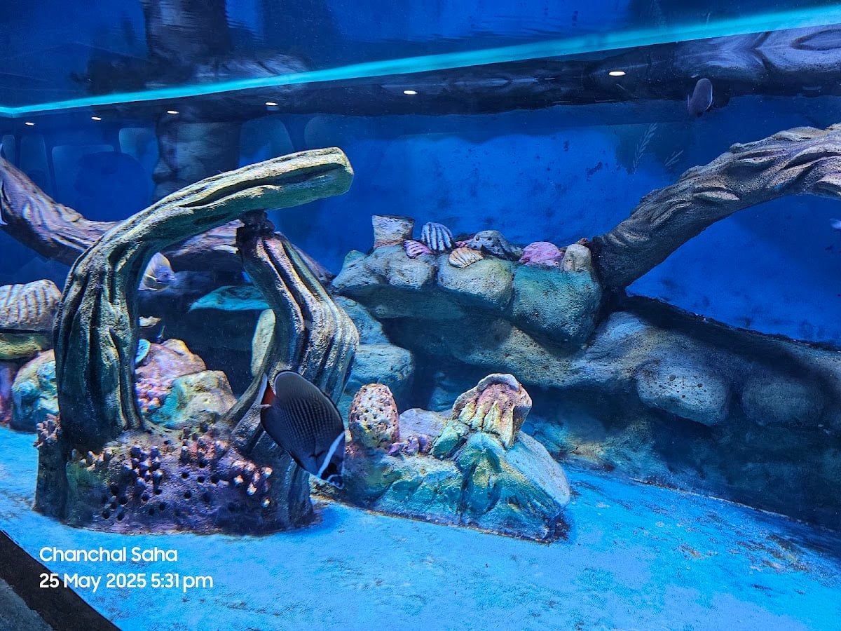 Aquarium Paradise
