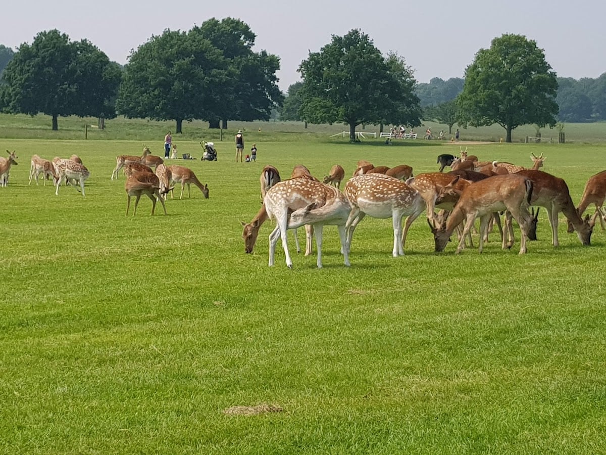 Richmond Park